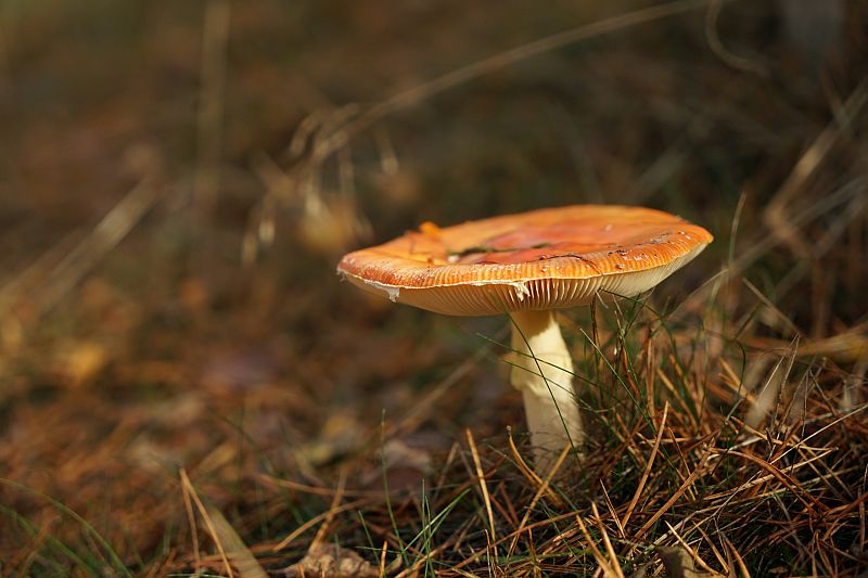 Oisterwijk 9.jpg - Oisterwijk